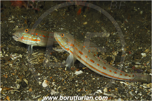 Tulamben, Bali, Indonesia, Valenciennea puellaris, Valenciennea, Gobiidae, Orangespotted Glidergoby, Diamond Watchman Goby, Goby, Fish