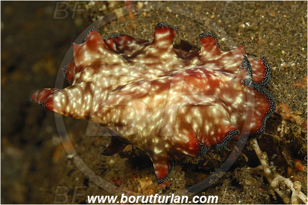 Tulamben, Bali, Indonesia, Pseudobiceros fulgor, Pseudobiceros, Pseudocerotidae, Lightning flatworm, Flatworm, Platyhelminthes