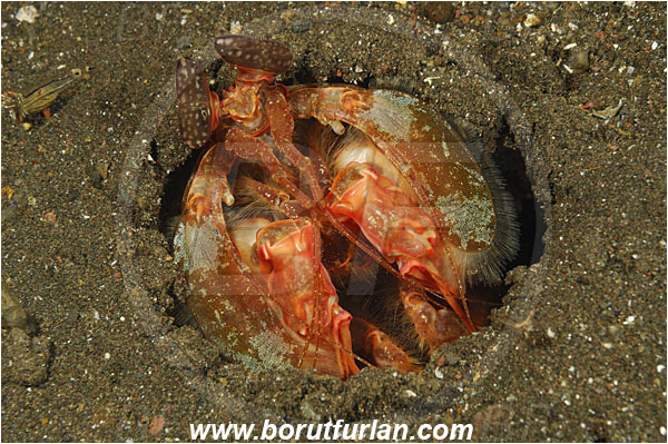 Tulamben, Bali, Indonesia, Lysiosquillina maculata, Lysiosquillina, Lysiosquillidae, Crustacea, Crustacean, Stomatopoda, Stomatopod, Zebra Mantis Shrimp, Mantis Shrimp