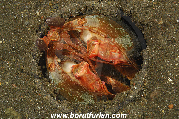 Tulamben, Bali, Indonesia, Lysiosquillina maculata, Lysiosquillina, Lysiosquillidae, Crustacea, Crustacean, Stomatopoda, Stomatopod, Zebra Mantis Shrimp, Mantis Shrimp