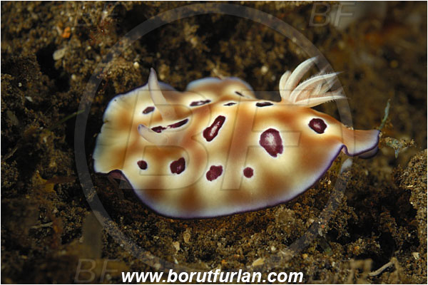 Tulamben, Bali, Indonesia, Risbecia tryoni, Risbecia, Chromodorididae, Risbecia nudibranch, Nudibranch, Sea slug, Gastropoda, Mollusca, Mollusc