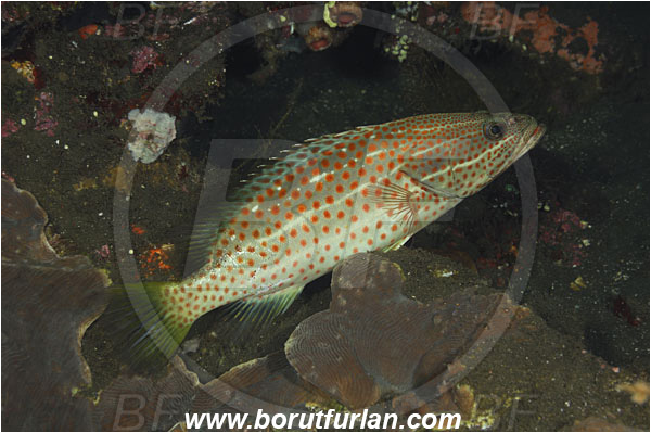 Tulamben, Bali, Indonesia, Anyperodon leucogrammicus, Anyperodon, Serranidae, Slender Grouper, Grouper, Fish
