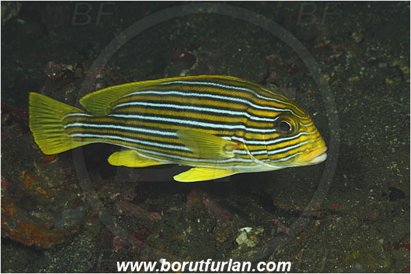 Tulamben, Bali, Indonesia, Plectorhinchus polytaenia, Plectorhinchus, Haemulidae, Ribboned sweetlips, Yellow-ribbon sweetlips, Sweetlips, Fish
