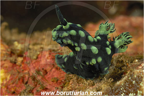 Tulamben, Bali, Indonesia, Nembrotha cristata, Nembrotha, Polyceridae, Polycerid nudibranch, Crested Nembrotha, Nudibranch, Sea slug, Gastropoda, Mollusca, Mollusc
