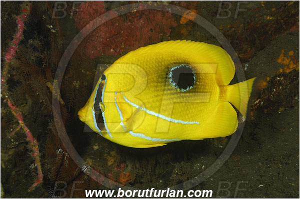Tulamben, Bali, Indonesia, Chaetodon bennetti, Chaetodon, Chaetodontidae, Bluelashed Butterflyfish, Butterflyfish, Fish