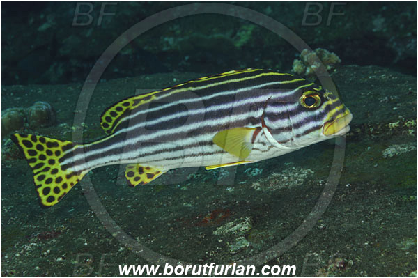 Tulamben, Bali, Indonesia, Plectorhinchus vittatus, Plectorhinchus, Haemulidae, Indian Ocean Oriental Sweetlips, Oriental Sweetlips, Sweetlips, Fish