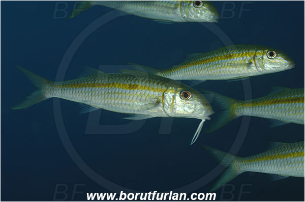 Tulamben, Bali, Indonesia, Mulloidichthys flavolineatus, Mulloidichthys, Mullidae, Yellowstripe goatfish, Goatfish, Fish