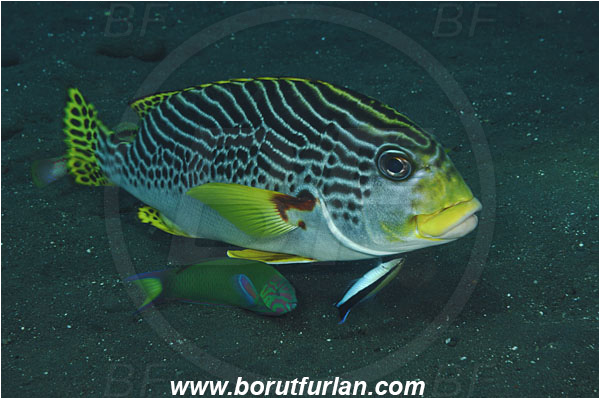 Tulamben, Bali, Indonesia, Plectorhinchus lineatus, Plectorhinchus, Haemulidae, Diagonal-Banded Sweetlips, Oblique-banded Sweetlips, Sweetlips, Fish, Labroides dimidiatus, Labroides, Labridae, Cleaner Wrasse, Wrasse, Cleaning