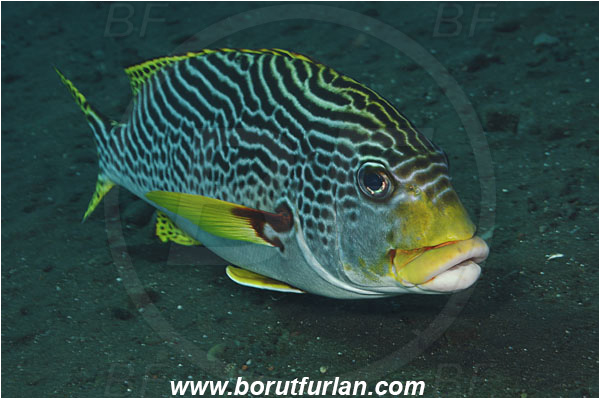 Tulamben, Bali, Indonesia, Plectorhinchus lineatus, Plectorhinchus, Haemulidae, Diagonal-Banded Sweetlips, Oblique-banded Sweetlips, Sweetlips, Fish