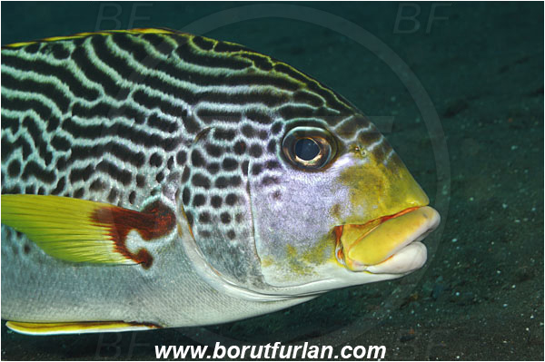 Tulamben, Bali, Indonesia, Plectorhinchus lineatus, Plectorhinchus, Haemulidae, Diagonal-Banded Sweetlips, Oblique-banded Sweetlips, Sweetlips, Fish, Portrait
