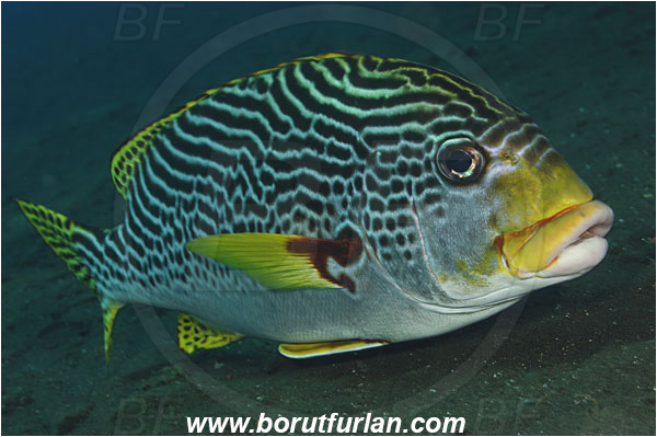 Tulamben, Bali, Indonesia, Plectorhinchus lineatus, Plectorhinchus, Haemulidae, Diagonal-Banded Sweetlips, Oblique-banded Sweetlips, Sweetlips, Fish
