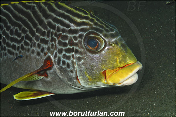 Tulamben, Bali, Indonesia, Plectorhinchus lineatus, Plectorhinchus, Haemulidae, Diagonal-Banded Sweetlips, Oblique-banded Sweetlips, Sweetlips, Fish