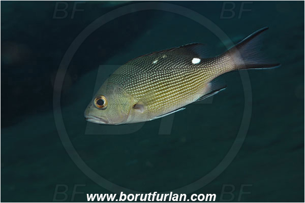 Tulamben, Bali, Indonesia, Lutjanus bohar, Lutjanus, Lutjanidae, Two-spot red snapper, Snapper, Fish, Juvenile