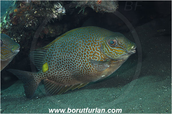 Tulamben, Bali, Indonesia, Siganus guttatus, Siganus, Siganidae, Spinefoot, Orange-spotted Spinefoot, Golden Rabbitfish, Rabbitfish, Fish