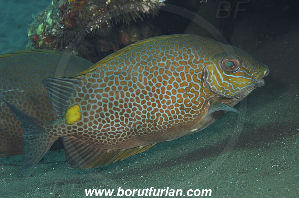 Tulamben, Bali, Indonesia, Siganus guttatus, Siganus, Siganidae, Spinefoot, Orange-spotted Spinefoot, Golden Rabbitfish, Rabbitfish, Fish