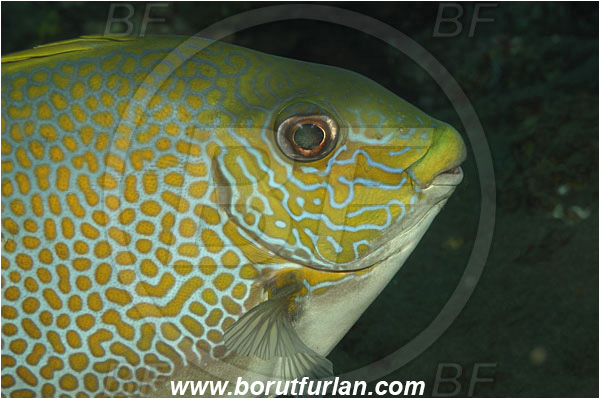 Tulamben, Bali, Indonesia, Siganus guttatus, Siganus, Siganidae, Spinefoot, Orange-spotted Spinefoot, Golden Rabbitfish, Rabbitfish, Fish, Portrait