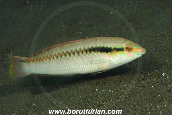 Tulamben, Bali, Indonesia, Halichoeres scapularis, Halichoeres, Labridae, Zigzag wrasse, Fish, Wrasse