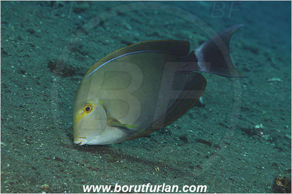Tulamben, Bali, Indonesia, Acanthurus mata, Acanthurus, Acanthuridae, Pale Surgeonfish, Elongate Surgeonfish, Surgeonfish, Fish