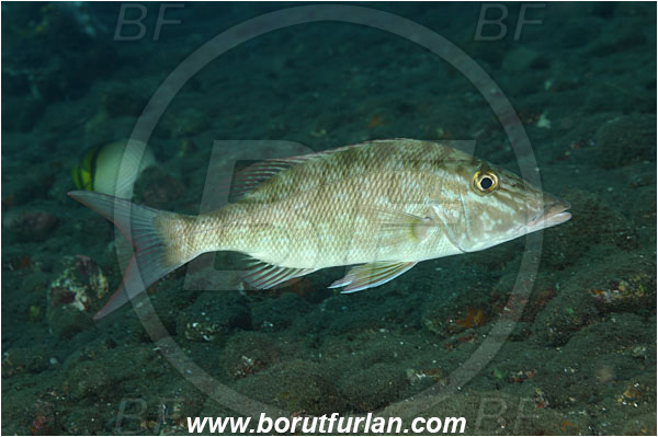 Tulamben, Bali, Indonesia, Lethrinus olivaceus, Lethrinus, Lethrinidae, Longnose Emperor, Emperor, Fish