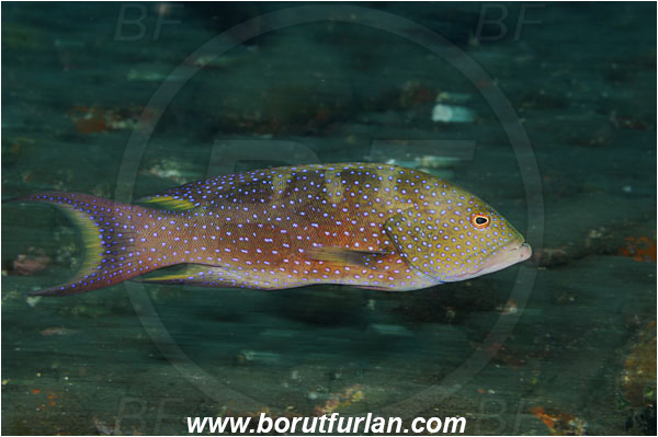 Tulamben, Bali, Indonesia, Variola louti, Variola, Serranidae, Yellow-edged lyretail, Lyretail grouper, Moon grouper, Grouper, Fish