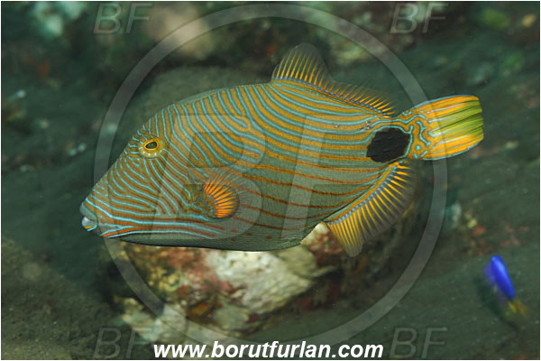 Tulamben, Bali, Indonesia, Balistapus undulatus, Balistapus, Balistidae, Orange-lined Triggerfish, Triggerfish, Fish
