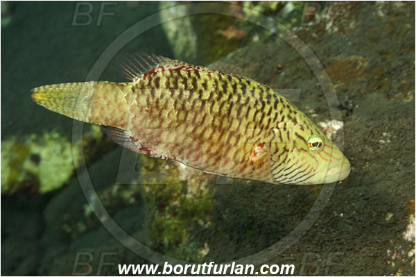 Tulamben, Bali, Indonesia, Oxycheilinus digramma, Oxycheilinus, Labridae, Cheeklined wrasse, Wrasse, Fish