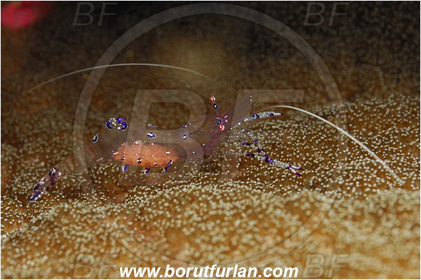 Tulamben, Bali, Indonesia, Ancylomenes sarasvati, Ancylomenes, Palaemonidae, Decapoda, Crustacea, Crustacean, Sarasvati Anemone Shrimp, Cleaner Shrimp, Shrimp, Eggs