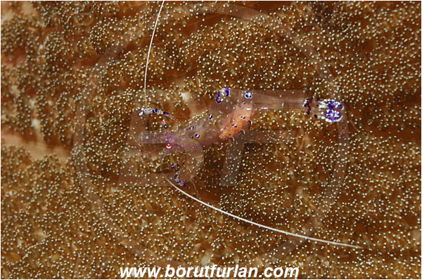 Tulamben, Bali, Indonesia, Ancylomenes sarasvati, Ancylomenes, Palaemonidae, Decapoda, Crustacea, Crustacean, Sarasvati Anemone Shrimp, Cleaner Shrimp, Shrimp, Eggs