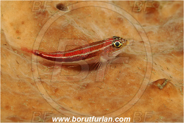 Tulamben, Bali, Indonesia, Helcogramma striata, Helcogramma, Tripterygiidae, Striped Triplefin, Triplefin, Fish