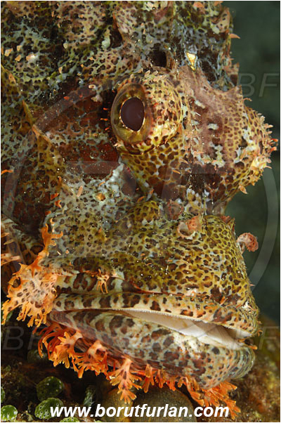 Tulamben, Bali, Indonesia, Scorpaenopsis oxycephala, Scorpaenopsis, Scorpaenidae, Tassled Scorpionfish, Scorpionfish, Fish, Portrait