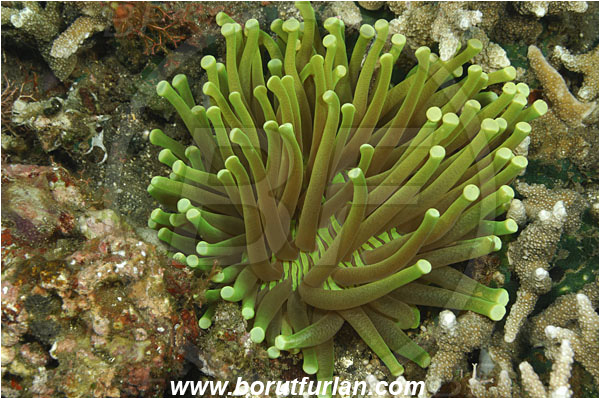 Tulamben, Bali, Indonesia, Heliofungia actiniformis, Heliofungia, Fungiidae, Sun Mushroom coral, Plate Coral, Coral, Anthozoa, Cnidaria, Cnidarian