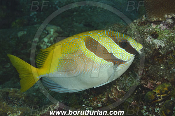 Tulamben, Bali, Indonesia, Siganus virgatus, Siganus, Siganidae, Spinefoot, Barhead spinefoot, Barhead Rabbitfish, Rabbitfish, Fish