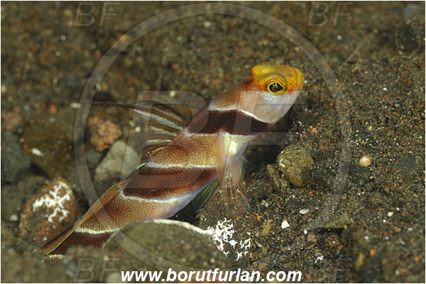 Tulamben, Bali, Indonesia, Stonogobiops nematodes, Stonogobiops, Gobiidae, Filament-finned prawn goby, Prawn goby, Goby, Fish, Portrait
