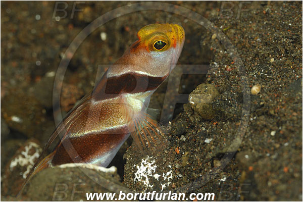 Tulamben, Bali, Indonesia, Stonogobiops nematodes, Stonogobiops, Gobiidae, Filament-finned prawn goby, Prawn goby, Goby, Fish, Portrait