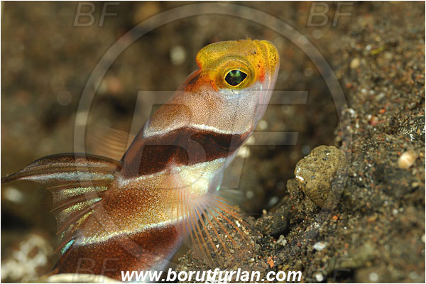 Tulamben, Bali, Indonesia, Stonogobiops nematodes, Stonogobiops, Gobiidae, Filament-finned prawn goby, Prawn goby, Goby, Fish, Portrait