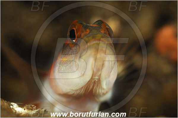Tulamben, Bali, Indonesia, Amblyeleotris yanoi, Amblyeleotris, Gobiidae, Flagtail prawn goby, Prawn goby, Goby, Fish, Portrait