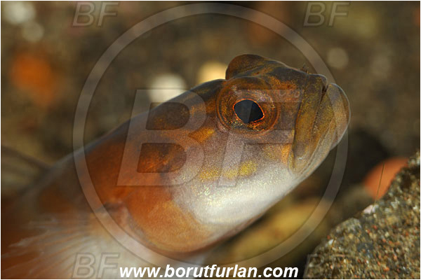 Tulamben, Bali, Indonesia, Amblyeleotris yanoi, Amblyeleotris, Gobiidae, Flagtail prawn goby, Prawn goby, Goby, Fish, Portrait