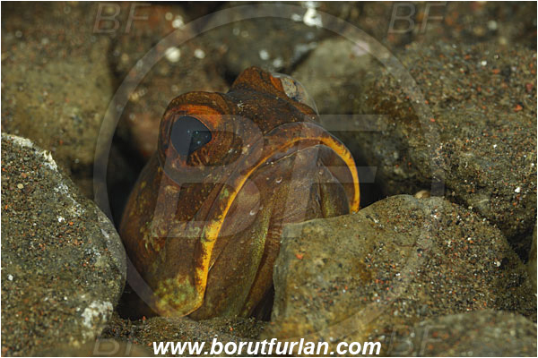 Tulamben, Bali, Indonesia, Opistognathus sp., Opistognathus, Opistognathidae, Jawfish, Fish, Portrait