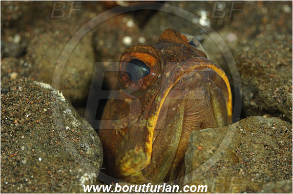 Tulamben, Bali, Indonesia, Opistognathus sp., Opistognathus, Opistognathidae, Jawfish, Fish, Portrait