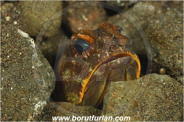 Tulamben, Bali, Indonesia, Opistognathus sp., Opistognathus, Opistognathidae, Jawfish, Fish, Portrait