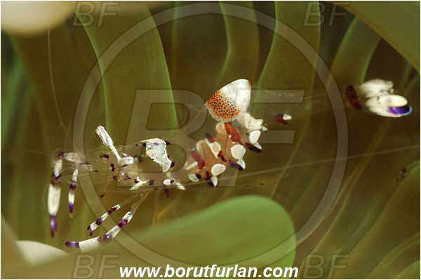 Tulamben, Bali, Indonesia, Ancylomenes peciosus, Ancylomenes, Palaemonidae, Decapoda, Crustacea, Crustacean, Peciosus Anemone Shrimp, Cleaner Shrimp, Shrimp