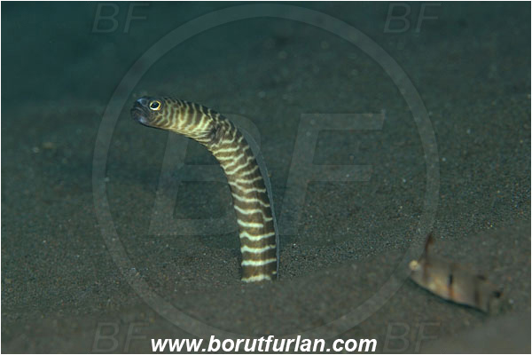 Tulamben, Bali, Indonesia, Heteroconger polyzona, Heteroconger, Congridae, Zebra garden eel, Garden eel, Fish, Portrait