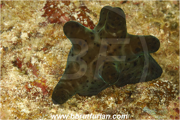 Sabalon kecil, Flores, Indonesia, Coriocella hibyae, Coriocella, Velutinidae, Hiby