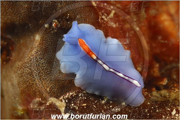 Sabalon kecil, Flores, Indonesia, Pseudoceros liparus, Pseudobiceros, Pseudocerotidae, Racing Stripe flatworm, Flatworm, Platyhelminthes