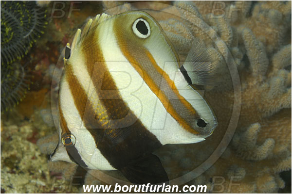 Sabalon kecil, Flores, Indonesia, Coradion melanopus, Coradion, Chaetodontidae, Twospot coralfish, Butterflyfish, Fish