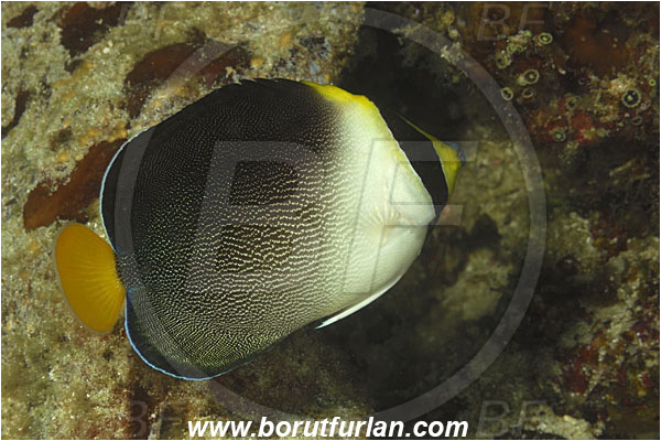 Sabalon kecil, Flores, Indonesia, Chaetodontoplus mesoleucus, Chaetodontoplus, Pomacanthidae, Vermiculated Angelfish, Angelfish, Fish