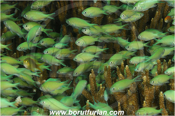 Sabalon kecil, Flores, Indonesia, Chromis viridis, Chromis, Pomacentridae, Blue-green chromis, Fish, Fish school