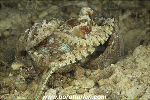 Sabalon besar, Flores, Indonesia, Amphioctopus marginatus, Amphioctopus, Octopodidae, Veined octopus, Coconut Octopus, Octopus, Cephalopoda, Mollusca, Mollusc, Hiding in shell