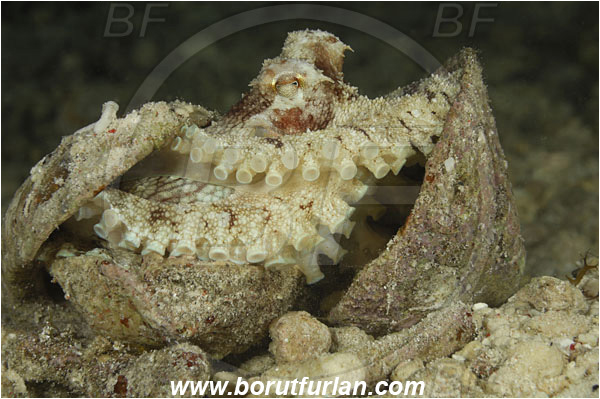 Sabalon besar, Flores, Indonesia, Amphioctopus marginatus, Amphioctopus, Octopodidae, Veined octopus, Coconut Octopus, Octopus, Cephalopoda, Mollusca, Mollusc, Hiding in shell