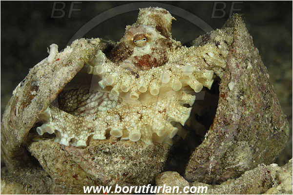 Sabalon besar, Flores, Indonesia, Amphioctopus marginatus, Amphioctopus, Octopodidae, Veined octopus, Coconut Octopus, Octopus, Cephalopoda, Mollusca, Mollusc, Hiding in shell